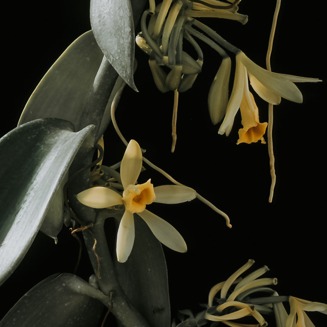 Ambre Lumière