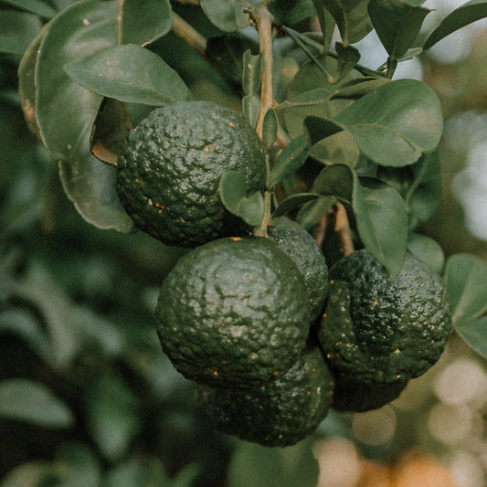 Bergamot Ambergris