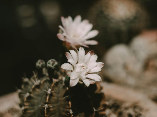 Cactus Blossom